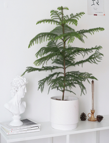 前湾花木租摆哪家值得选？实用攻略快收藏