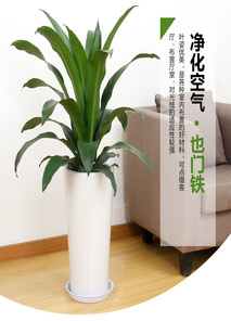 专业北仑植物租摆，为您的环境增添别样生机